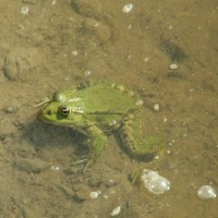Marsh Frog